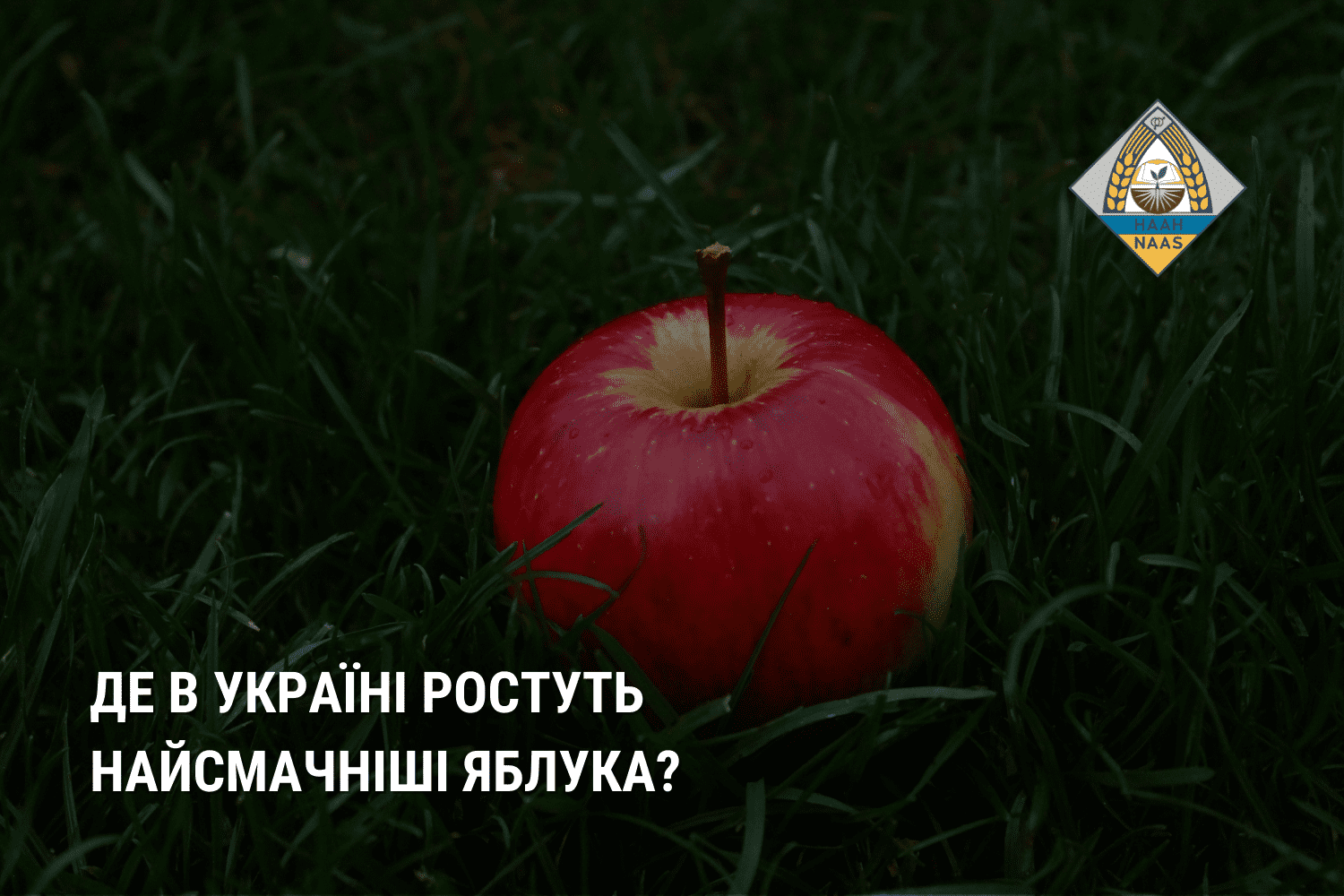 Де в Україні ростуть найсмачніші яблука: дослідження НААН
